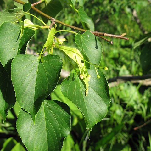 Tilia japonica unspecified picture