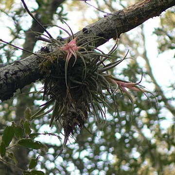 Tillandsia erubescens unspecified picture