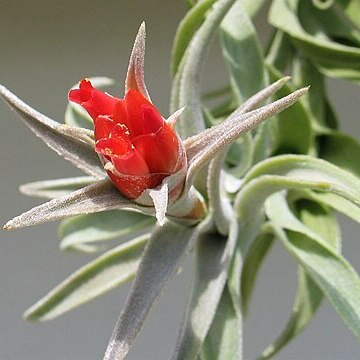 Tillandsia edithae unspecified picture