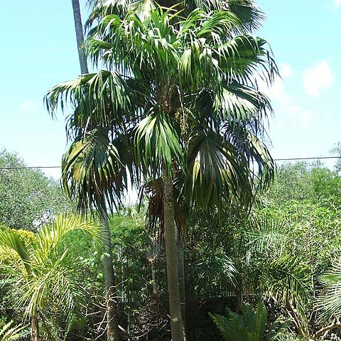 Thrinax excelsa unspecified picture