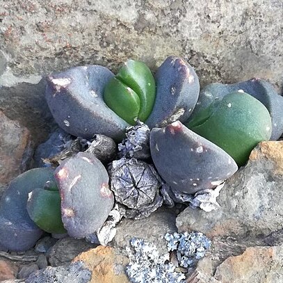 Glottiphyllum suave unspecified picture