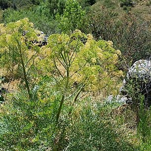 Ferula penninervis unspecified picture