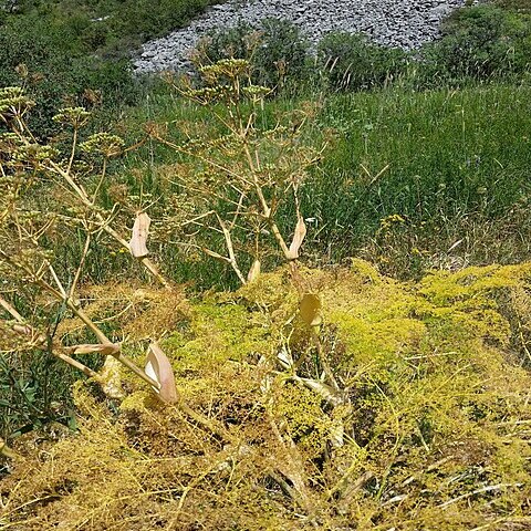 Ferula tenuisecta unspecified picture