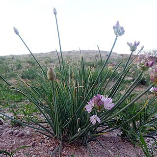 Allium mongolicum unspecified picture