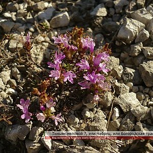 Thymus calcareus unspecified picture