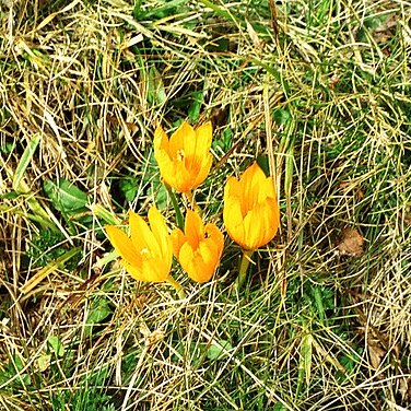 Crocus scharojanii unspecified picture