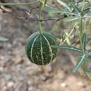 Cucurbita digitata unspecified picture