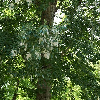 Populus suaveolens unspecified picture