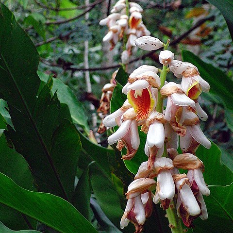 Alpinia hainanensis unspecified picture