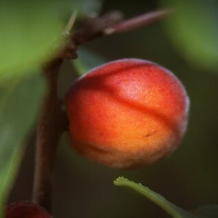 Prunus sibirica unspecified picture