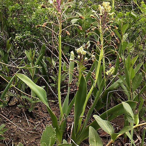 Bellevalia speciosa unspecified picture