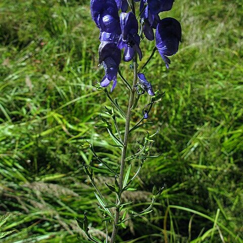 Aconitum baicalense unspecified picture