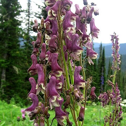 Aconitum leucostomum unspecified picture