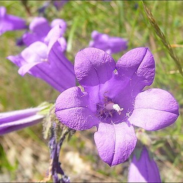 Campanula komarovii unspecified picture