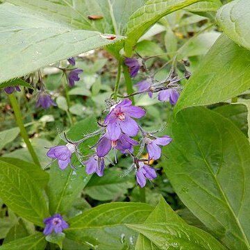 Brachybotrys paridiformis unspecified picture