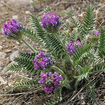 Oxytropis strobilacea unspecified picture