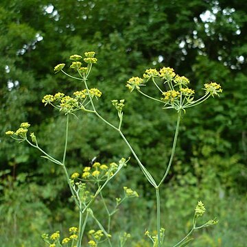 Bupleurum scorzonerifolium unspecified picture