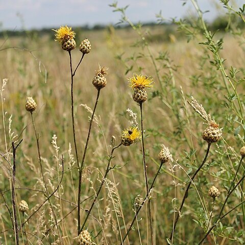 Centaurea orientalis unspecified picture