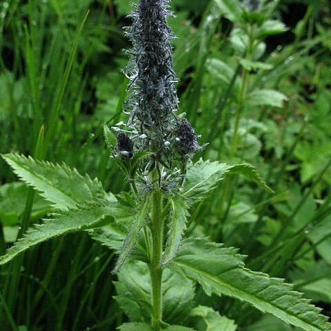 Veronica sajanensis unspecified picture