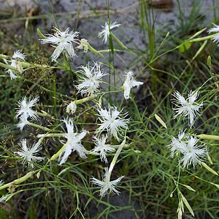 Dianthus volgicus unspecified picture