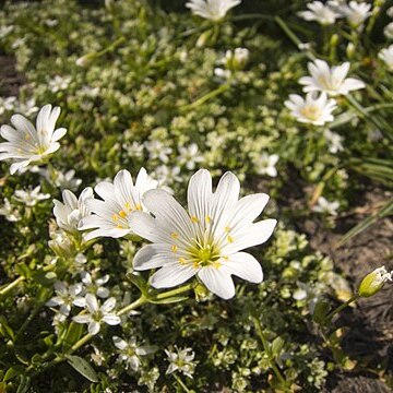 Cerastium moesiacum unspecified picture