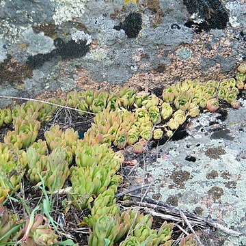 Sempervivum ruthenicum unspecified picture