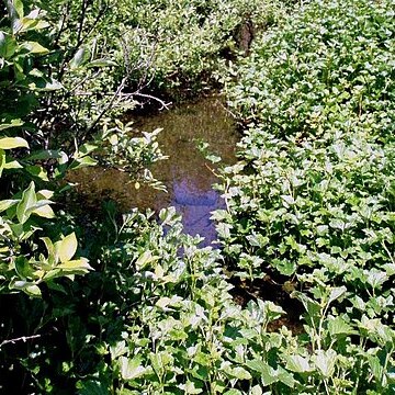 Ribes procumbens unspecified picture