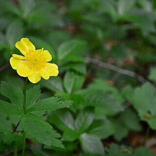 Ranunculus carpaticus unspecified picture