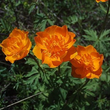 Trollius kytmanovii unspecified picture