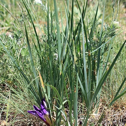 Iris pontica unspecified picture