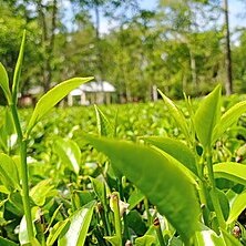 Camellia sinensis var. assamica unspecified picture