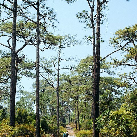 Pinus latteri unspecified picture