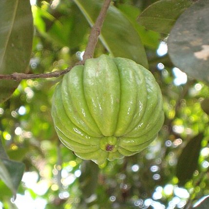 Garcinia gummi-gutta unspecified picture