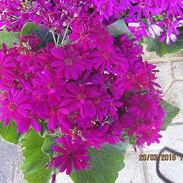 Cineraria deltoidea unspecified picture