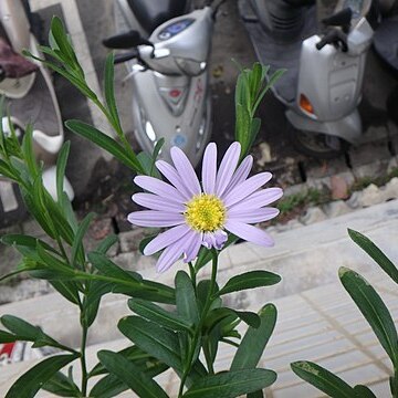 Aster oldhamii unspecified picture