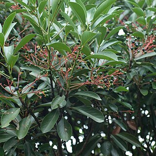 Syzygium buxifolium unspecified picture