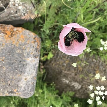 Papaver roseolum unspecified picture