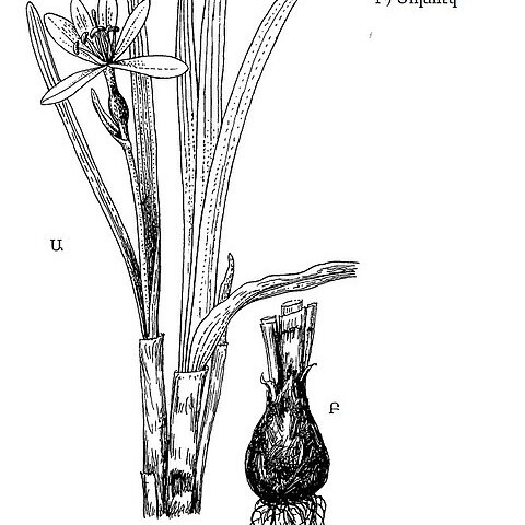 Sternbergia vernalis unspecified picture