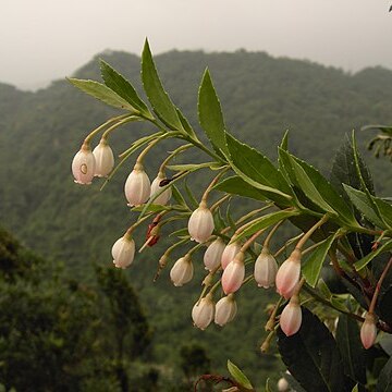 Vaccinium wrightii unspecified picture