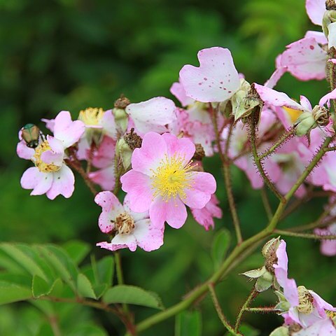 Rosa multiflora var. adenochaeta unspecified picture