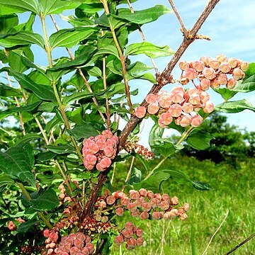 Coriaria japonica unspecified picture