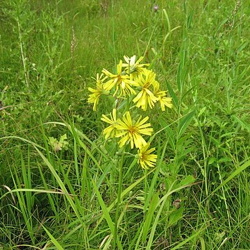 Prenanthes tanakae unspecified picture