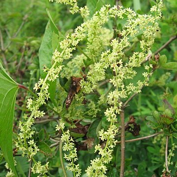 Dioscorea tokoro unspecified picture