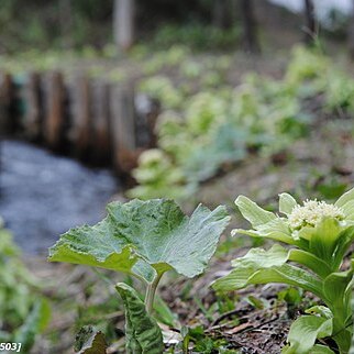 Petasites japonicus subsp. giganteus unspecified picture