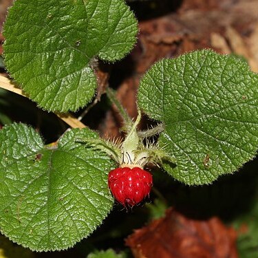 Rubus pectinellus unspecified picture