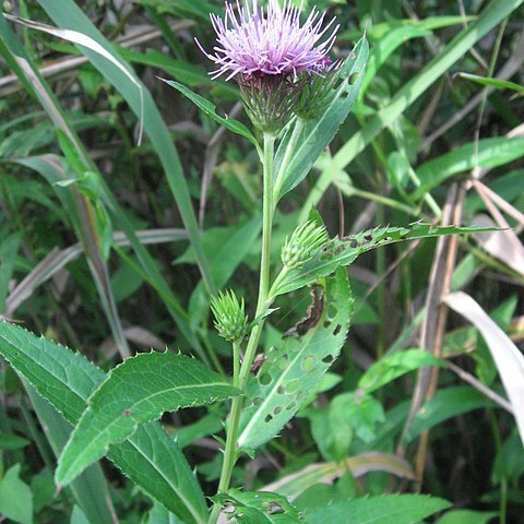 Cirsium inundatum unspecified picture