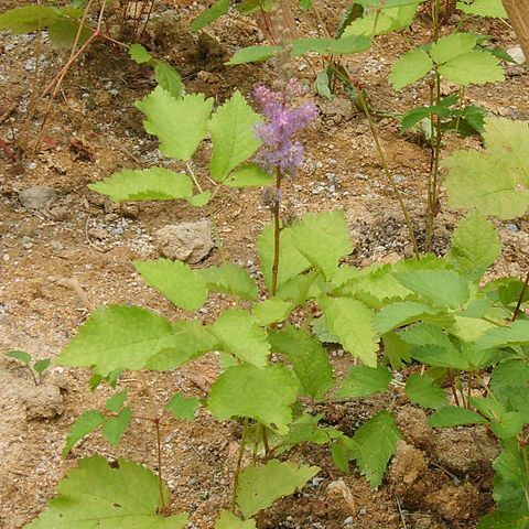 Astilbe rubra unspecified picture