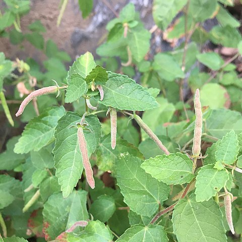 Corchoropsis tomentosa unspecified picture