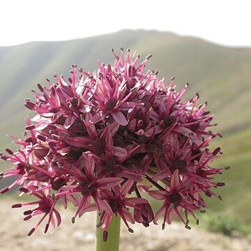 Allium aschersonianum unspecified picture