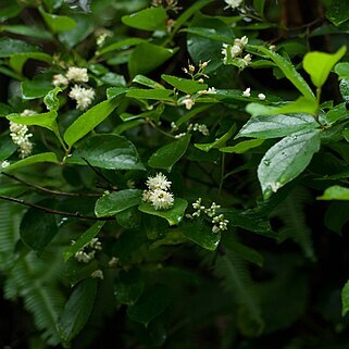 Symplocos paniculata unspecified picture